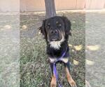 Small #1 Rottweiler Mix