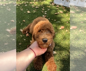 Poodle (Toy) Puppy for sale in ROSEMEAD, CA, USA