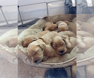 Golden Retriever Puppy for Sale in VINELAND, New Jersey USA