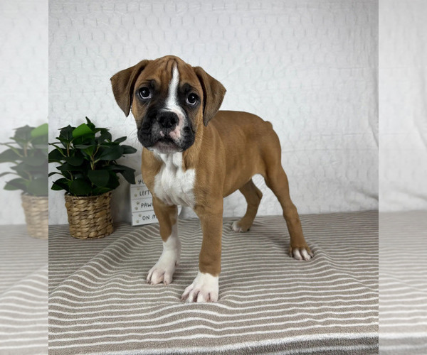 Medium Photo #1 Boxer Puppy For Sale in GREENFIELD, IN, USA