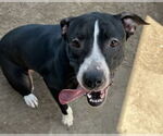 Small #1 American Pit Bull Terrier