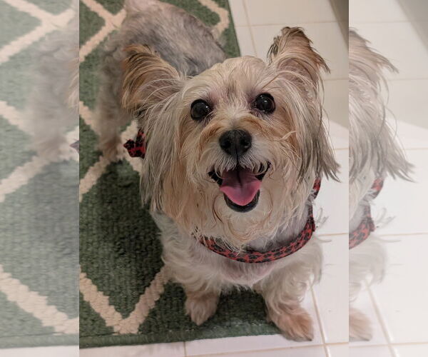 Medium Photo #2 Silky Terrier Puppy For Sale in Greensboro, NC, USA