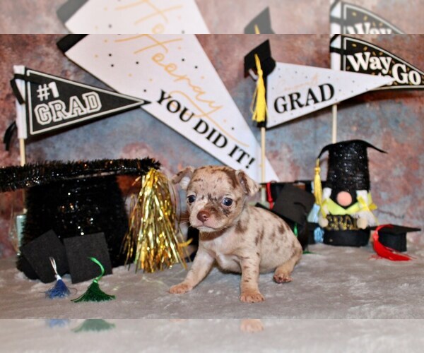 Medium Photo #2 Chihuahua Puppy For Sale in CHARLESTON, AR, USA