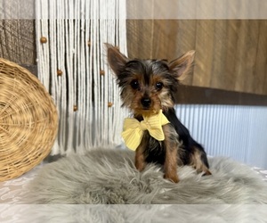 Yorkshire Terrier Puppy for sale in NAPPANEE, IN, USA