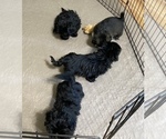 Small Photo #13 Shih Tzu Puppy For Sale in GLOUCESTER, VA, USA