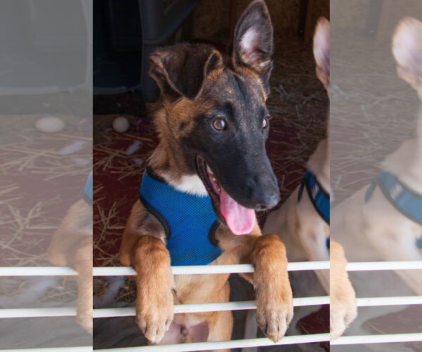 Medium Photo #2 Mutt Puppy For Sale in Lafayette, CA, USA