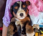 Small #6 Bernedoodle (Miniature)