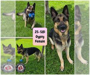 German Shepherd Dog Dogs for adoption in Georgetown, KY, USA