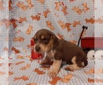 Small Photo #5 Beagle Puppy For Sale in CARTHAGE, TX, USA