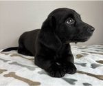 Small #2 Dachshund