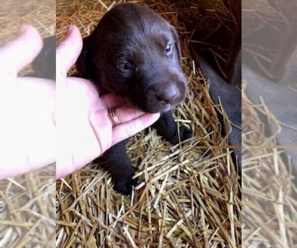 Medium Photo #5 Labrador Retriever Puppy For Sale in BELLINGHAM, MN, USA