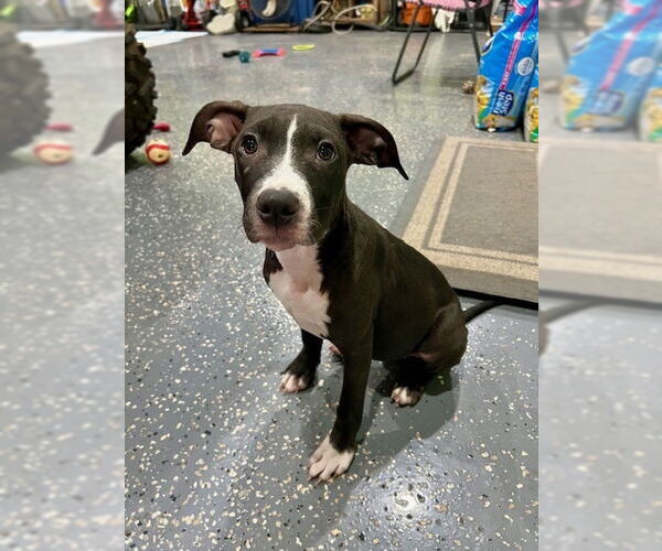 Medium Photo #12 American Pit Bull Terrier-Labrador Retriever Mix Puppy For Sale in Brewster, NY, USA