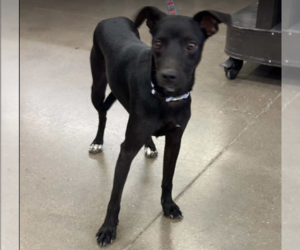 Mutt Dogs for adoption in Cranston, RI, USA
