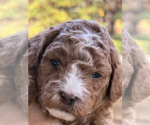 Goldendoodle-Poodle (Toy) Mix Puppy for sale in JONESBORO, AR, USA