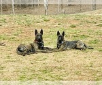 Small #8 Dutch Shepherd Dog