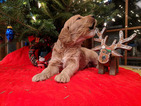 Small Photo #7 Golden Irish-Poodle (Standard) Mix Puppy For Sale in FISHERS, IN, USA