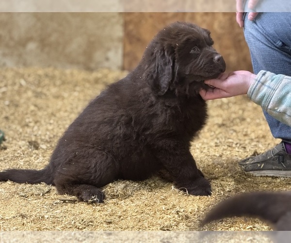 Medium Photo #12 Newfoundland Puppy For Sale in RENSSELAER, IN, USA