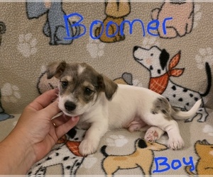 Chizer Puppy for Sale in MONTEZUMA, Georgia USA