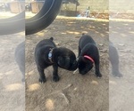 Small #6 Cane Corso