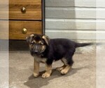 Small #6 German Shepherd Dog