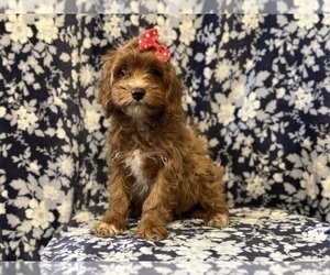 Cavapoo Puppy for sale in LAKELAND, FL, USA