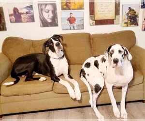 Father of the Great Dane puppies born on 03/11/2025