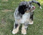 Small #6 Bernedoodle