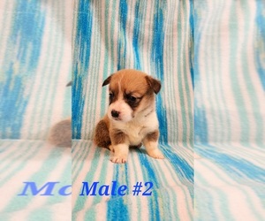 Pembroke Welsh Corgi Puppy for sale in RICHLAND, MO, USA