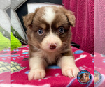 Puppy 5 Miniature Australian Shepherd