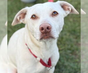 Mutt Dogs for adoption in Canton, CT, USA