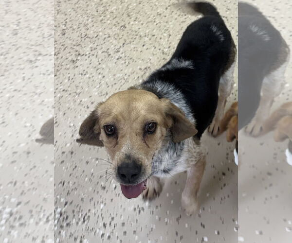 Medium Photo #2 Beagle-Unknown Mix Puppy For Sale in York, SC, USA