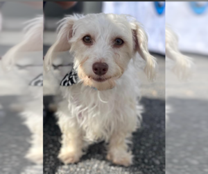 Dash in RI - Male Maltese-Unknown Mix Dog for Adoption - Photo #3