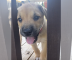 Small Labrador Retriever Mix