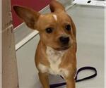Small Chihuahua Mix