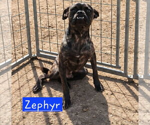 Pug-Unknown Mix Dogs for adoption in Minneapolis, MN, USA
