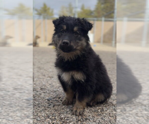 Medium Photo #2 Mutt Puppy For Sale in Bemidji, MN, USA