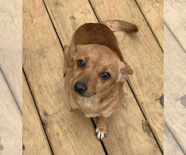 Medium Photo #3 Chihuahua Puppy For Sale in Mount Laurel, NJ, USA