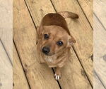Small #2 Chihuahua