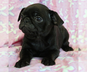 Pug Litter for sale in SALINA, KS, USA