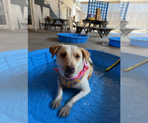 Medium Photo #1 Labrador Retriever-Unknown Mix Puppy For Sale in Jackson, MS, USA