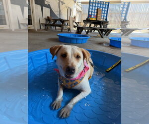 Labrador Retriever-Unknown Mix Dogs for adoption in Jackson, MS, USA