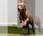 Small #3 Australian Kelpie Mix