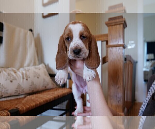 Medium Photo #4 Basset Hound Puppy For Sale in CUMMING, GA, USA