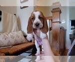Small Photo #4 Basset Hound Puppy For Sale in CUMMING, GA, USA