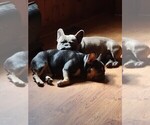 Small Photo #1 French Bulldog Puppy For Sale in MIDLOTHIAN, VA, USA