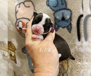 Chihuahua Puppy for sale in WINNSBORO, LA, USA
