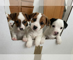Small Photo #2 Jack Russell Terrier Puppy For Sale in HAYMARKET, VA, USA