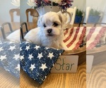Puppy Star Poodle (Miniature)-Zuchon Mix