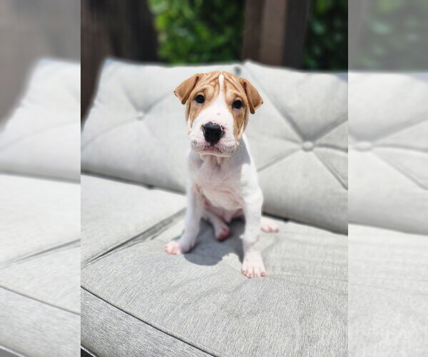 Medium Photo #2 Mutt Puppy For Sale in Oakland Park , FL, USA