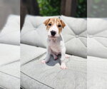 Small #1 Mutt